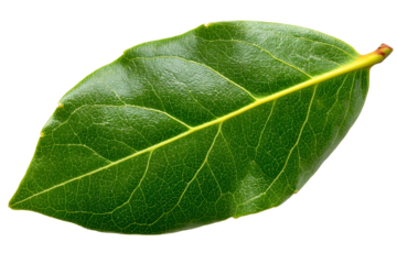 Close-up of a vibrant green bay leaf displaying intricate vein patterns on black