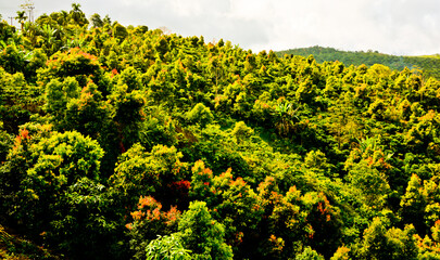 beautiful view of green mountain landscape with white clouds in the background