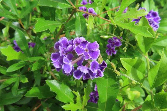 Purple Duranta Erecta flowers in Florida nature