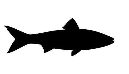Obraz premium Silhouette of a fish (2)