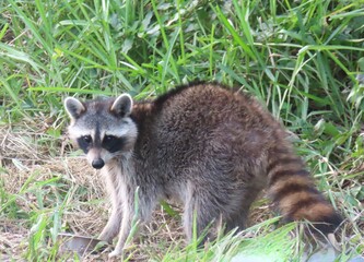 Raccoon on grass in Florida nature, closeup