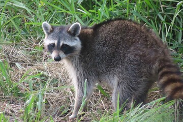 Raccoon on grass in Florida wild, closeup