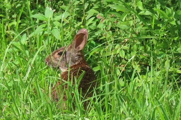 American rabbit on grass in Florida nature, closeup 