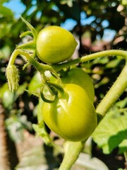 Green Tomatoes Growing on the Vine in Natural Garden Light