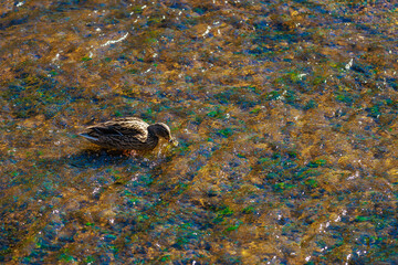 Mallard duck foraging in shallow stream with sunlit water and algae