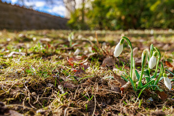 Snowdrops emerging in early spring garden scene