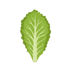 Fresh green lettuce leaf isolated on a white background, perfect for healthy recipes