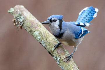 Blue Jay in a dynamic pose with its tail raised, perched on a lichen-covered branch. Sharp details of its vibrant blue plumage contrast with the soft, earthy background.