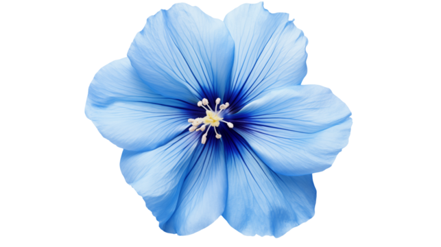 Close-up of a serene blue flower with delicate petals reveals nature's artistry