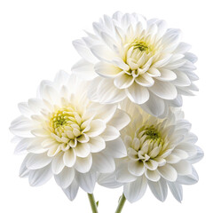 Three delicate white dahlia flowers with yellow centers isolated on transparent background