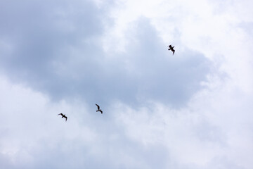 曇り空を飛ぶ三羽の鳥