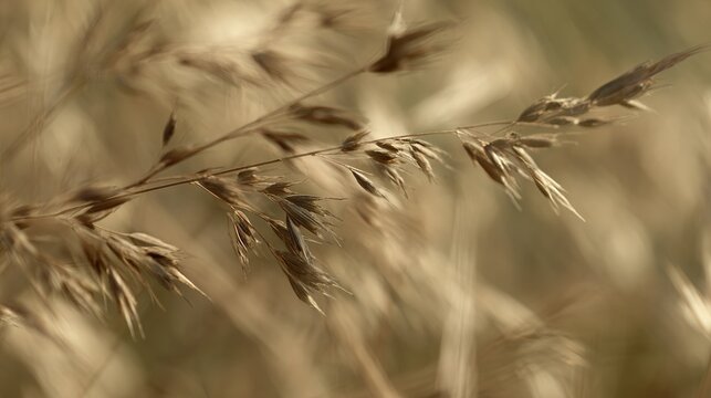 Blurred close-up of golden grasses in natural sunlight, bokeh effect background