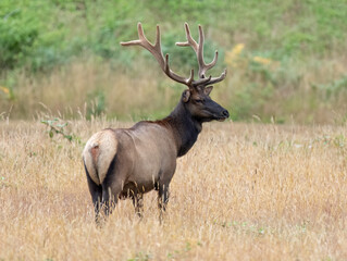 Roosevelt Elk (Cervus canadensis roosevelt), Prairie Creek Redwood State Park, California 