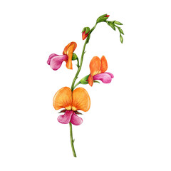 Heart-leaf flame pea flower on white background vintage style botanical watercolor illustration. Chorizema cordatum Australia native wildflower. Australian flame pea elegant wild flora endemic