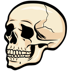 Human Skull Drawing Illustration