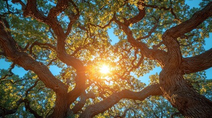 Majestic Oak Tree Basking in Golden Sunlight: A Low Angle View of Nature's Grandeur