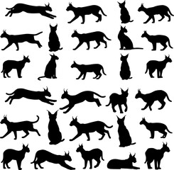 A collection of black silhouette illustrations depicting various poses and actions of a slender, elegant cat breed, including standing, sitting, running, and lying down.