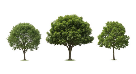 Isolated Green Tree on White Background