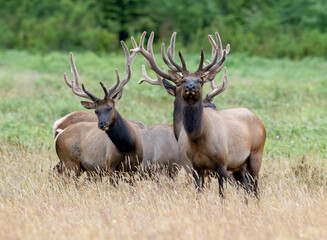 The Roosevelt elk (Cervus canadensis roosevelti), also known commonly as the Olympic elk and Roosevelt's wapiti