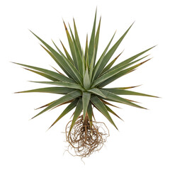 Fototapeta premium A vibrant agave plant with exposed roots is isolated on a clean transparent background showcasing its unique texture
