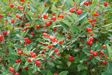 A close-up view of a dense shrub with its profusion of small, red berries.