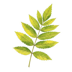  watercolor of ash leaf 