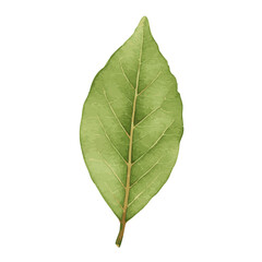 Obraz premium watercolor of bay Leaf