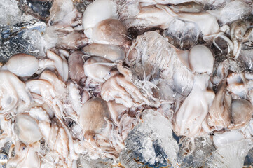 Background With Octopus Catch Fresh