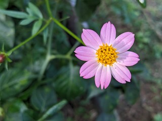 Obraz premium pink cosmos flower with a yellow center on the right of the frame, surrounded blurred by green foliage.