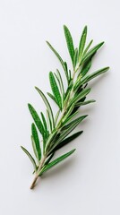 Fototapeta premium A sprig of rosemary displays its needle-like leaves against a stark white background