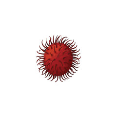 Fototapeta premium Red rambutan fruit with spiky skin isolated on white background