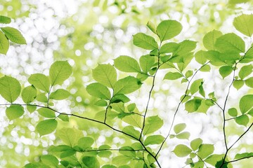 green leaves background