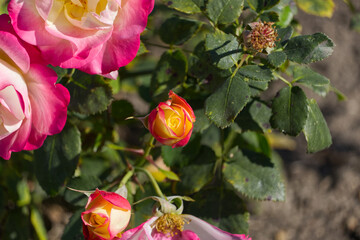 A Pink and Yellow Rose
