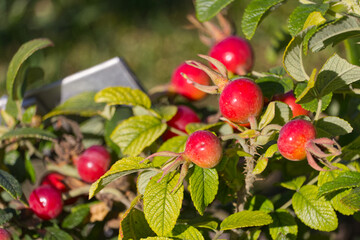 Rose hips in the Autumn