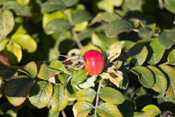 Rose hips in the Autumn
