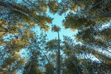 Bamboo forest at Arashiyama in Kyoto, Japan.