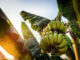 banana tree on a blue sky