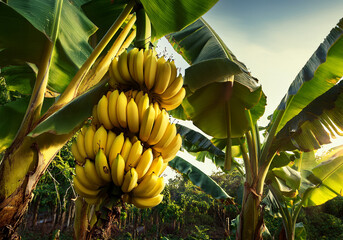 banana plantation in thailand