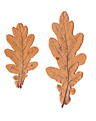 yellow, brown autumn oak leaves on white background
