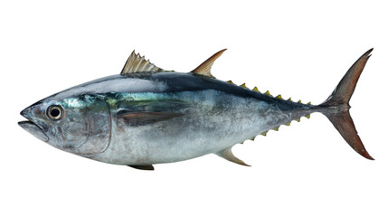 Fototapeta premium Striking fish portrait, a captivating closeup against dark background black