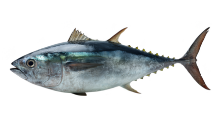 Striking fish portrait, a captivating closeup against dark background black