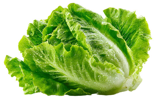 Fresh Romaine Lettuce Head with Water Droplets on transparent background Close-up