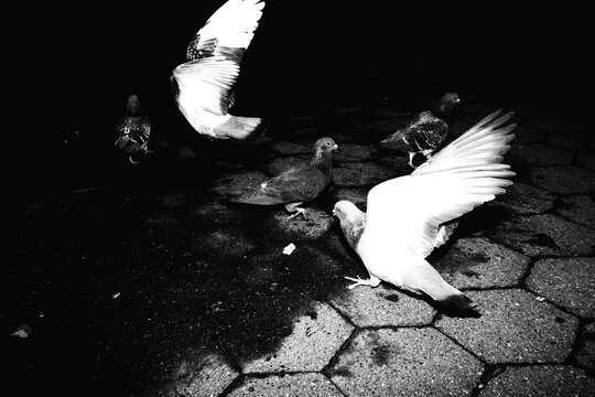 pigeons in urban park at night
