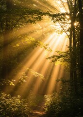 Obraz premium Golden Sunlight Beams through Misty Forest