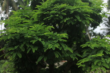 Fototapeta premium Tamarindus indica plants grow well with thick leaves as material for bosai or to make your yard garden greener