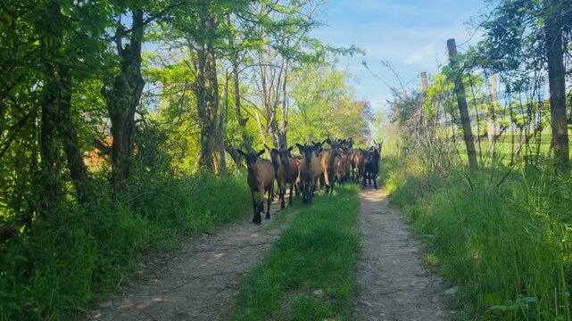 A herd of brown goats with young walks nervously along a rural path in the Balkans, capturing an authentic moment of everyday agricultural life in Southern Europe, filmed in Leskovac, Serbia