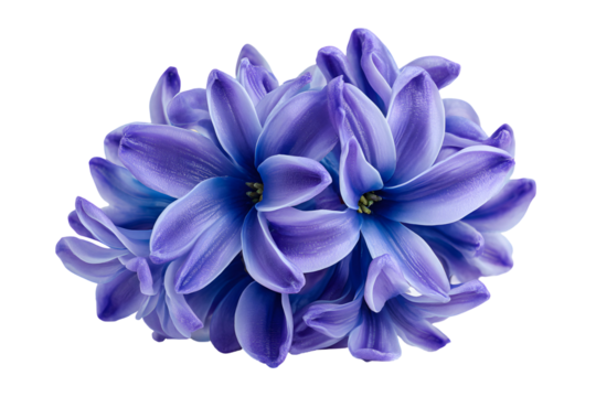 Elegant close-up of a vibrant purple hyacinth flower in full bloom against transparent backdrop