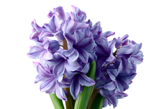 Elegant hyacinth flower with purple petals and vibrant green stem against transparent backdrop