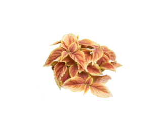 【透過PNG】観葉植物 コリウス｜Coleus Transparent PNG – Ornamental Plant with Brown-Orange Leaves and Lime Green Edges
