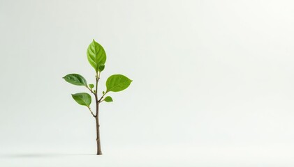Single young tree, delicate leaves, white backdrop, isolated, sprout, beginning